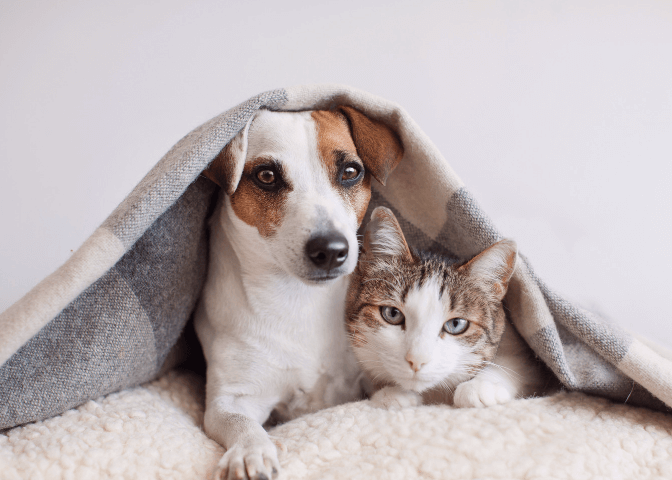 Owning Pets in Bangalore